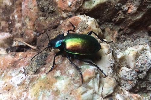 Calosoma sycophanta